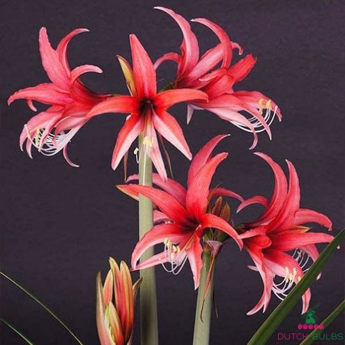 Amaryllis (Hippeastrum) Rose Cybister Blooms Species Growing Bonsai Bulbs Roots Rhizomes Corms Tubers Potted Planting Reblooming Fragrant Garden Flower Seeds Plant Size 12-16cm