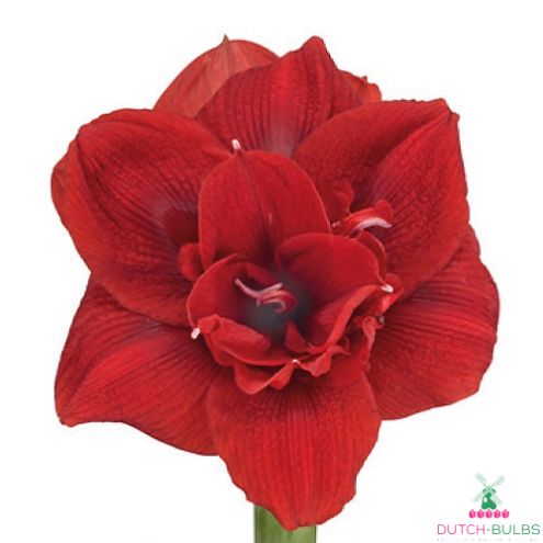 Amaryllis (Hippeastrum) Scarlet Nymph Blooms Species Growing Bonsai Bulbs Roots Rhizomes Corms Tubers Potted Planting Reblooming Fragrant Garden Flower Seeds Plant Size 12-16cm