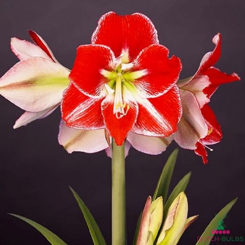 Amaryllis/Hippeastrum Silver Queen Blooms Species Growing Bonsai Bulbs Roots Rhizomes Corms Tubers Potted Planting Reblooming Fragrant Garden Flower Seeds Plant Size 12-16cm