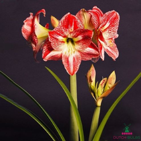 Amaryllis (Hippeastrum) Spotted Queen Blooms Species Growing Bonsai Bulbs Roots Rhizomes Corms Tubers Potted Planting Reblooming Fragrant Garden Flower Seeds Plant Size 12-16cm