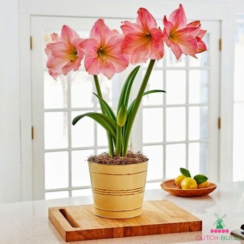 Amaryllis (Hippeastrum) Sweet Star Blooms Species Growing Bonsai Bulbs Roots Rhizomes Corms Tubers Potted Planting Reblooming Fragrant Garden Flower Seeds Plant Size 12-16cm