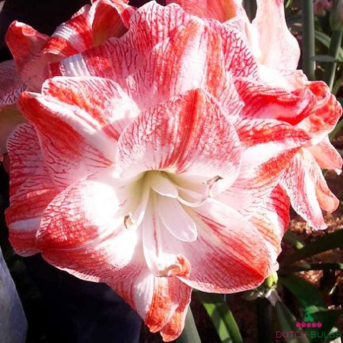 Amaryllis (Hippeastrum) United Glory Blooms Species Growing Bonsai Bulbs Roots Rhizomes Corms Tubers Potted Planting Reblooming Fragrant Garden Flower Seeds Plant Size 12-16cm