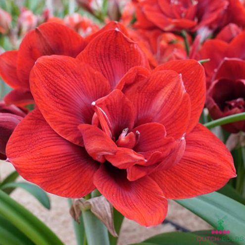 Amaryllis (Hippeastrum) Velvet Nymph Blooms Species Growing Bonsai Bulbs Roots Rhizomes Corms Tubers Potted Planting Reblooming Fragrant Garden Flower Seeds Plant Size 12-16cm