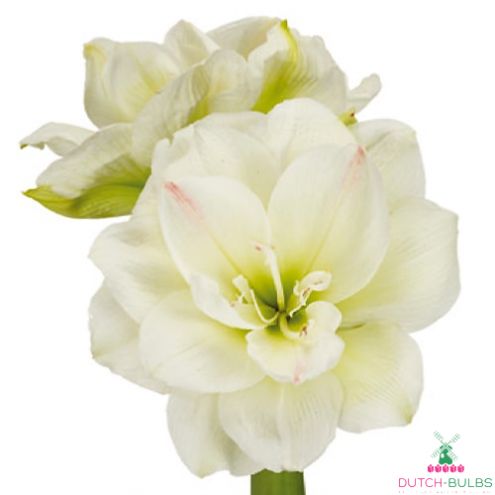 Amaryllis (Hippeastrum) White Amadeus Blooms Species Growing Bonsai Bulbs Roots Rhizomes Corms Tubers Potted Planting Reblooming Fragrant Garden Flower Seeds Plant Size 12-16cm