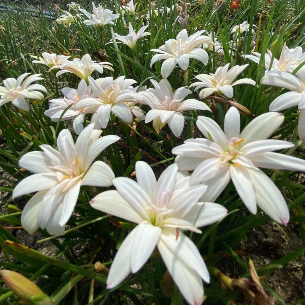 New variety Rain Lily Bulbs! Zephyranthes Labuffarosa Group Species Hybrid