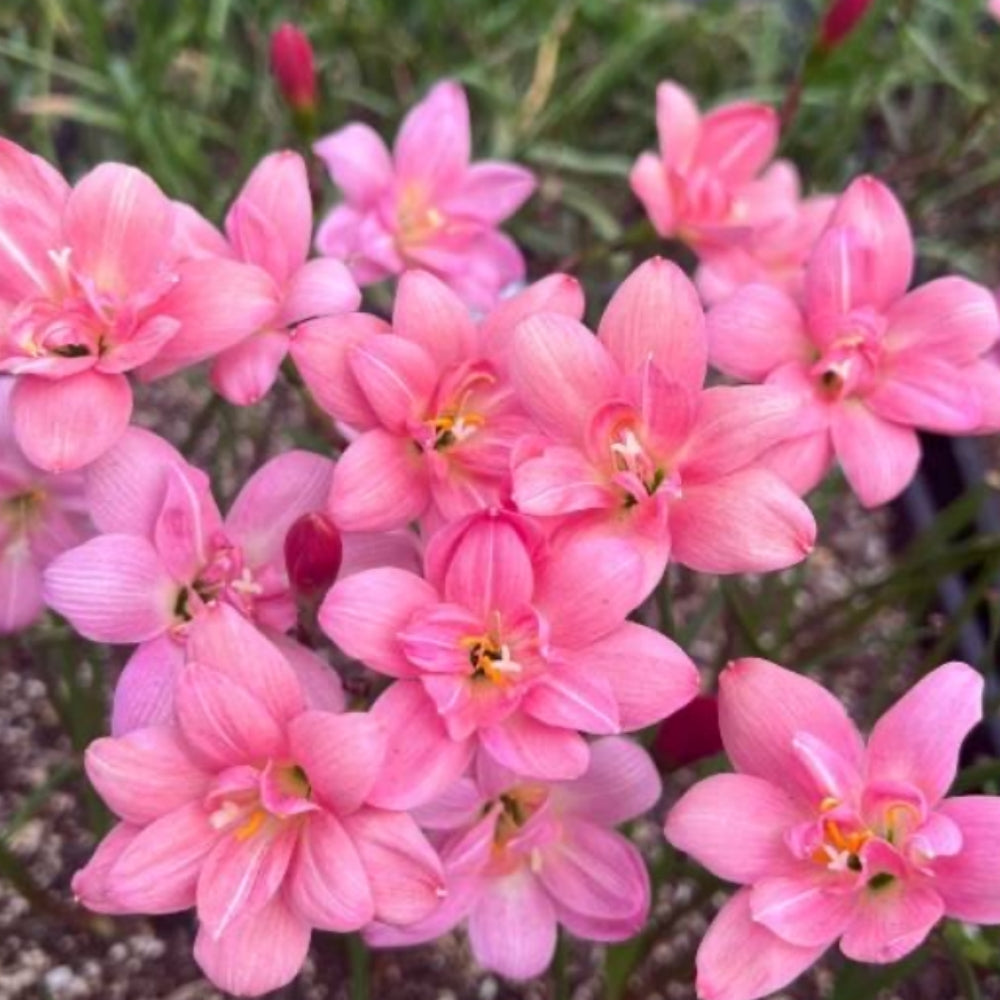 New variety Rain Lily Bulbs! Zephyranthes Labuffarosa Group Species Hybrid