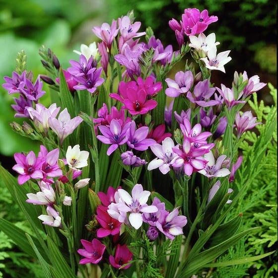 Blue Freesia Bulbs Growing Bonsai Roots Rhizomes Corms Tubers Potted Planting Reblooming Fragrant Garden Species Blooms Flower Seeds Plant Gardening