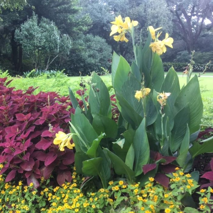 Banana Punch Canna Bulbs Perennial Growing Bonsai Roots Rhizomes Corms Tubers Potted Planting Reblooming Fragrant Garden Species Blooms Flower Seeds Plant Gardening