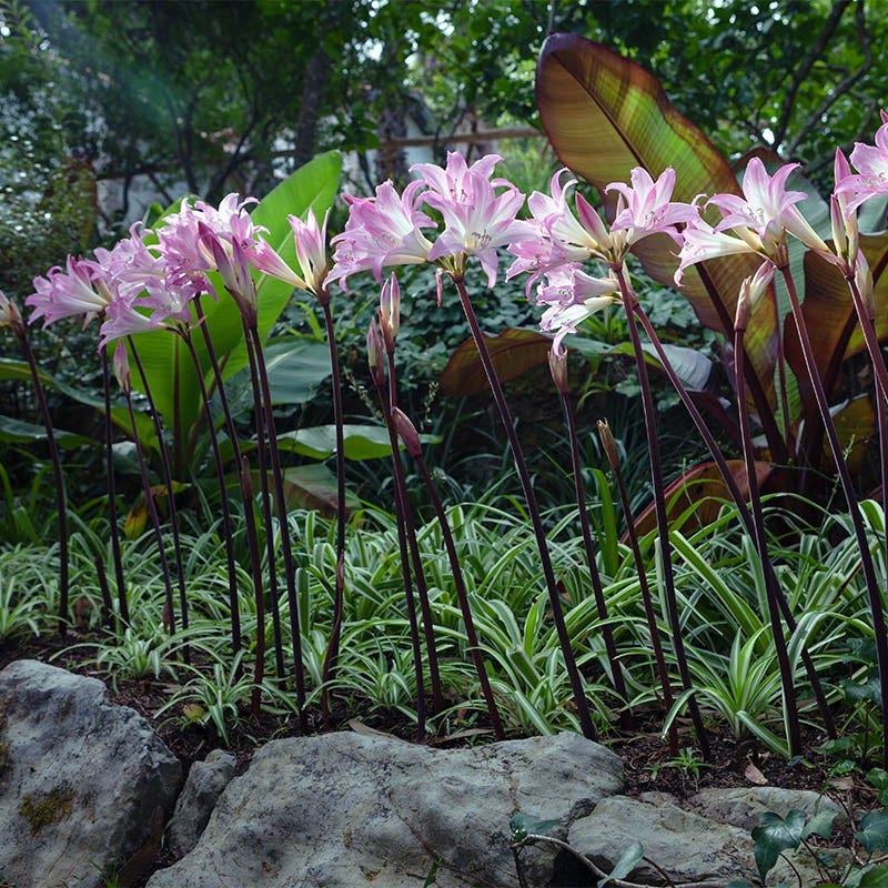 Belladonna Lycoris Spider Lilies Bulbs Radiata Hurricane Lily Cluster Amayllis Growing Bonsai Roots Rhizomes Corms Tubers Potted Planting Reblooming Fragrant Garden Species Blooms Flower Seeds Plant Gardening