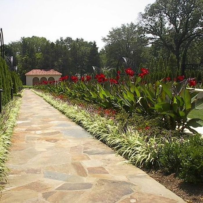 Black Knight Canna Bulbs Perennial Growing Bonsai Roots Rhizomes Corms Tubers Potted Planting Reblooming Fragrant Garden Species Blooms Flower Seeds Plant Gardening