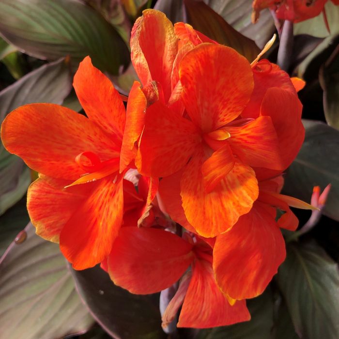 ember plant Burning Ember Canna Lily Bulbs Perennial Growing Bonsai Roots Rhizome –  Easytogrowbulb