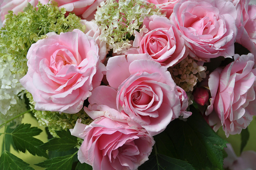 Billet Doux Rose Seedlings Flower Seeds Perennial Growing Bonsai Corms Tubers Potted Planting Reblooming Fragrant Garden Roots Rhizomes Species Blooms Plant Bulbs Gardening Tree