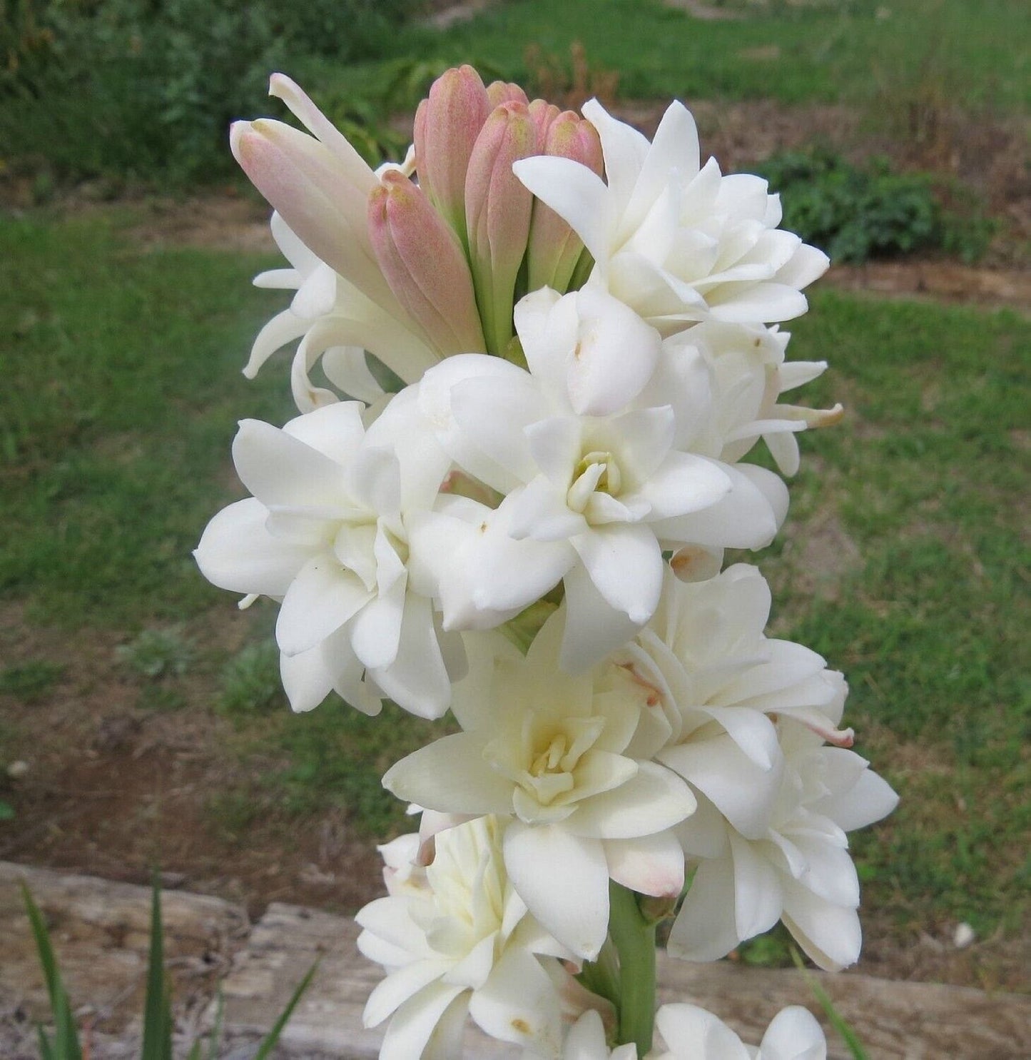 White Bulbs Double Flowering Bulbs | Fragrant Flowers Grow Tuberose bulbs bulk-Tuberose bulbs for planting-Tuberose plant bulbs-Tuberose tubers bulk