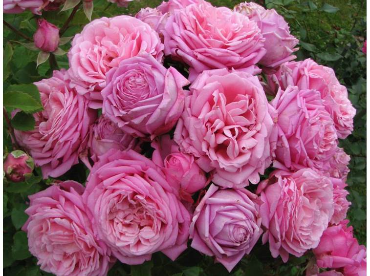 Bienvenue Rose Seedlings Flower Seeds Perennial Growing Bonsai Corms Tubers Potted Planting Reblooming Fragrant Garden Roots Rhizomes Species Blooms Plant Bulbs Gardening Tree