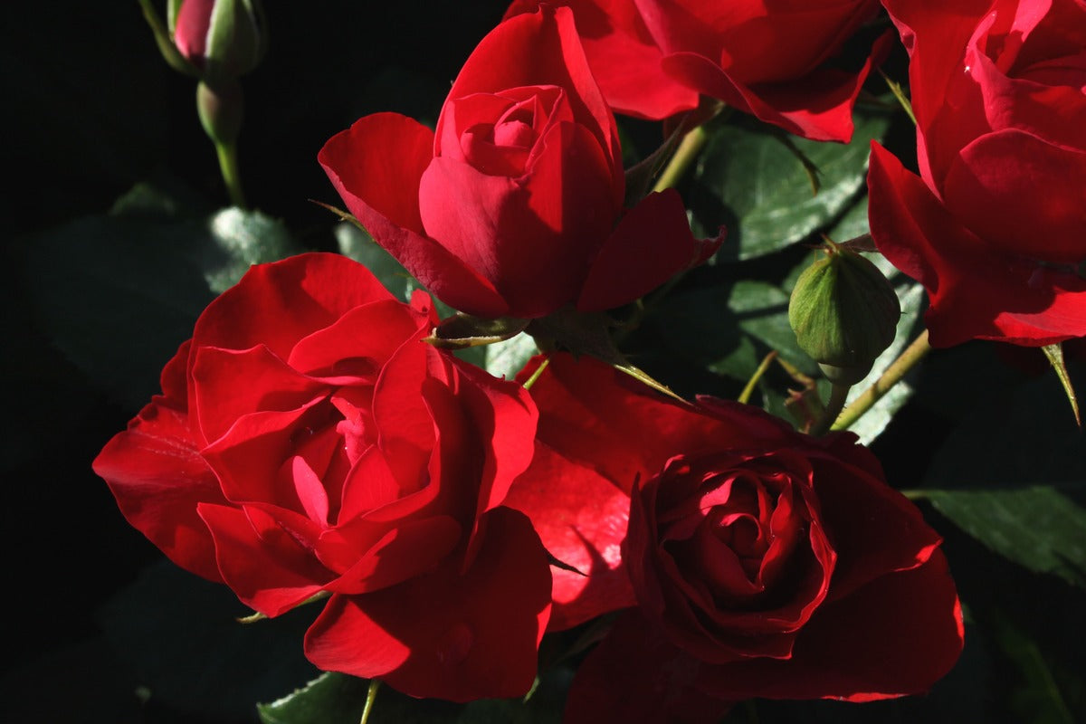 Black Forest Rose Seedlings Flower Seeds Perennial Growing Bonsai Corms Tubers Potted Planting Reblooming Fragrant Garden Roots Rhizomes Species Blooms Plant Bulbs Gardening Tree