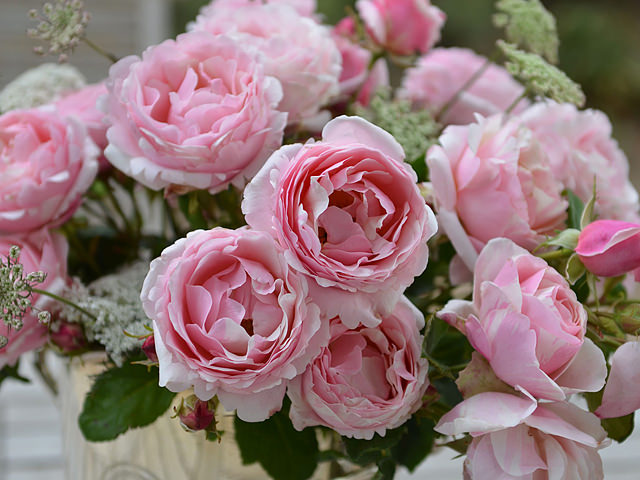 Billet Doux Rose Seedlings Flower Seeds Perennial Growing Bonsai Corms Tubers Potted Planting Reblooming Fragrant Garden Roots Rhizomes Species Blooms Plant Bulbs Gardening Tree