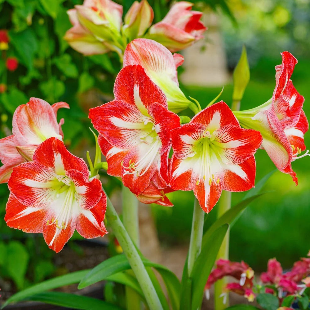 Amaryllis - Minerva - Large Stargazer Red Amaryllis with White Stripes Bulb Size 26-28cm Christmas Gifts