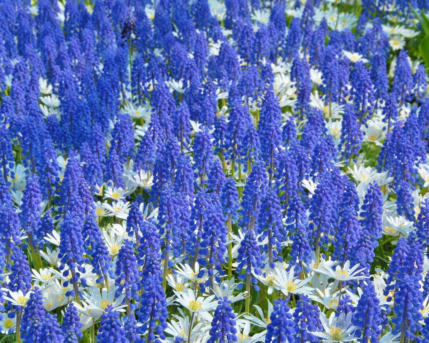 Collection Sir Bobby'Bulbs Blooms Species Growing Bonsai Roots Rhizomes Corms Tubers Potted Planting Reblooming Fragrant Garden Flower Seeds Plant Gardening Grape Hyacinth