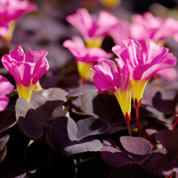 planting shamrock seeds Purpurea Garnet Oxalis Bulbs Wood Sorrel Shamrock Perennial Growing B –  Easytogrowbulb