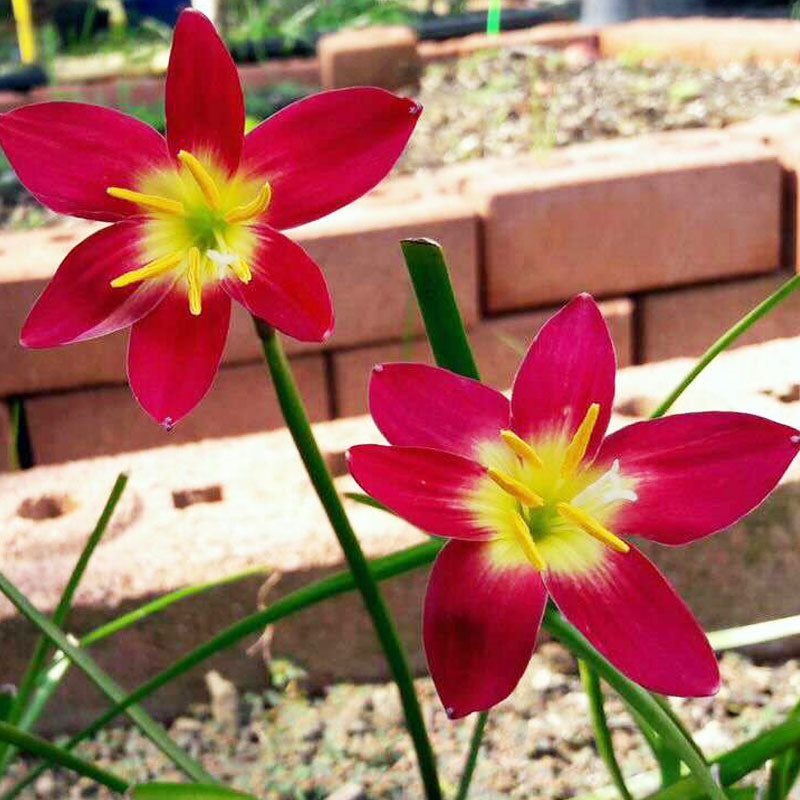 Zephyranthes Rain Lily snowdrops Bulbs for Planting Now Spring Flowering Bulbs Planting Can Grow Well in Flower Pots Spring Flowering