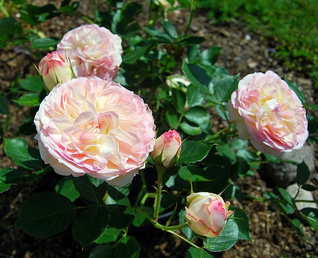 Biedermeier Rose Seedlings Flower Seeds Perennial Growing Bonsai Corms Tubers Potted Planting Reblooming Fragrant Garden Roots Rhizomes Species Blooms Plant Bulbs Gardening Tree