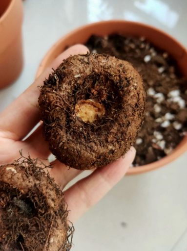 (2) Supreme Flowering Odorata Angelique Begonia Bulbs Two Large Size Bulbs