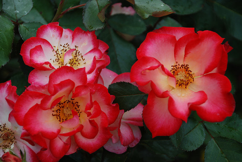 Betty Boop Rose Seedlings Flower Seeds Perennial Growing Bonsai Corms Tubers Potted Planting Reblooming Fragrant Garden Roots Rhizomes Species Blooms Plant Bulbs Gardening Tree