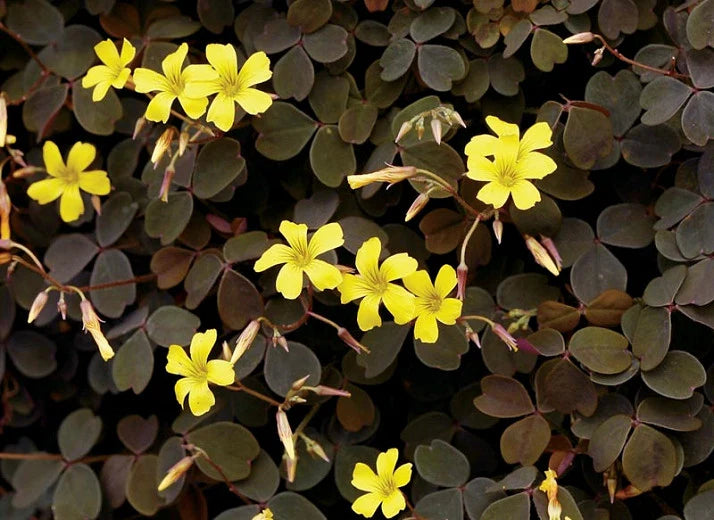 Zinfande Oxalis Bulbs Wood Sorrel Shamrock Perennial Growing Bonsai Roots Rhizomes Corms Tubers Potted Planting Reblooming Fragrant Garden Species Blooms Flower Seeds Plant Gardening