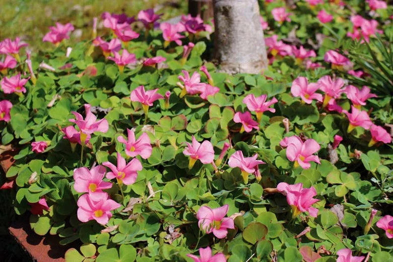 Depressa Oxalis Bulbs Wood Sorrel Shamrock Perennial Growing Bonsai Roots Rhizomes Corms Tubers Potted Planting Reblooming Fragrant Garden Species Blooms Flower Seeds Plant Gardening