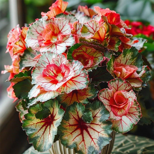 Four-leaf Begonia Seeds