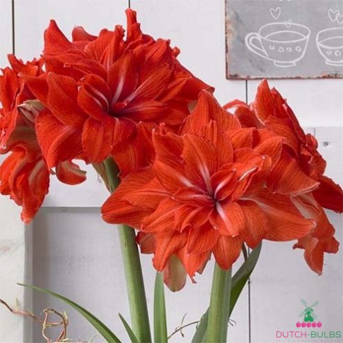Amaryllis (Hippeastrum) Double Circus Blooms Species Growing Bonsai Bulbs Roots Rhizomes Corms Tubers Potted Planting Reblooming Fragrant Garden Flower Seeds Plant Size 12-16cm