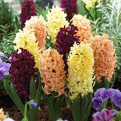Tequila Sunrise Hyacinth Mix Bulbs Blooms Species Growing Bonsai Roots Rhizomes Corms Tubers Potted Planting Reblooming Fragrant Garden Flower Seeds Plant Gardening