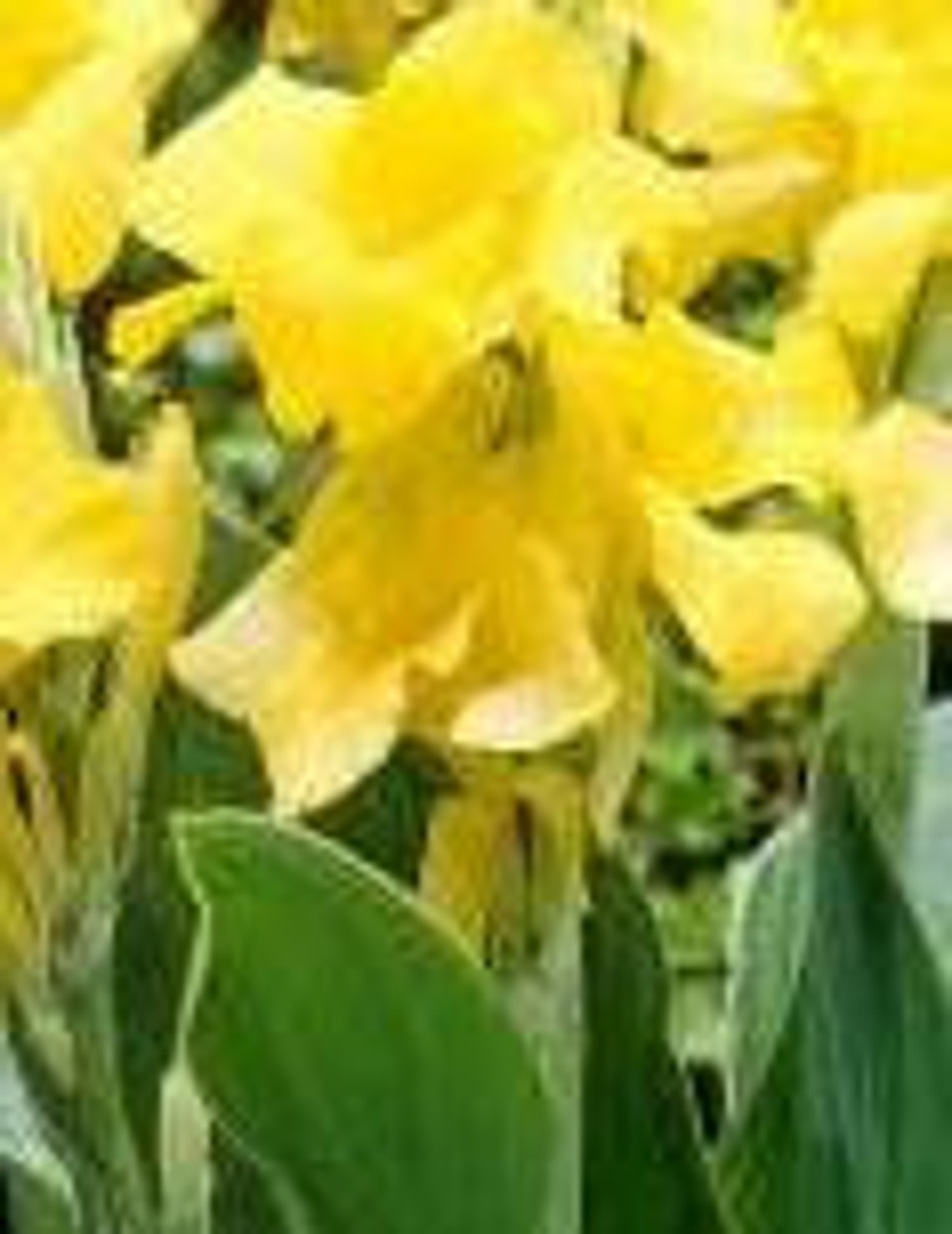 Yellow Gold Canna Bulbs Perennial Growing Bonsai Roots Rhizomes Corms Tubers Potted Planting Reblooming Fragrant Garden Species Blooms Flower Seeds Plant Gardening