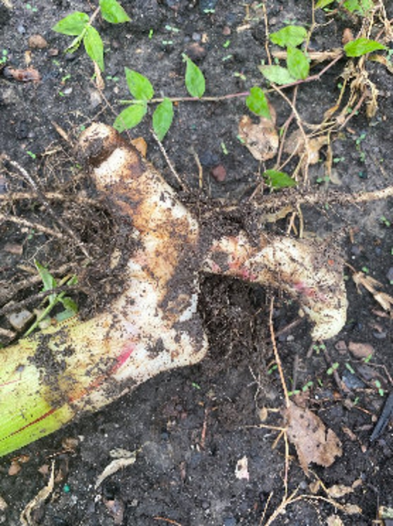 Tropical Flare Canna Bulbs Perennial Growing Bonsai Roots Rhizomes Corms Tubers Potted Planting Reblooming Fragrant Garden Species Blooms Flower Seeds Plant Gardening
