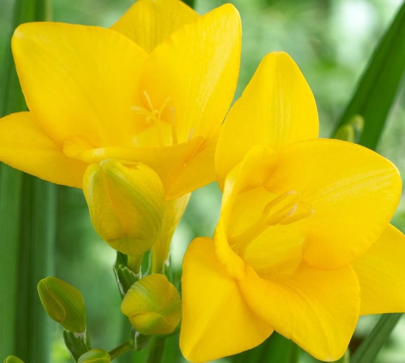 Yellow Single Freesia Bulbs Growing Bonsai Roots Rhizomes Corms Tubers Potted Planting Reblooming Fragrant Garden Species Blooms Flower Seeds Plant Gardening