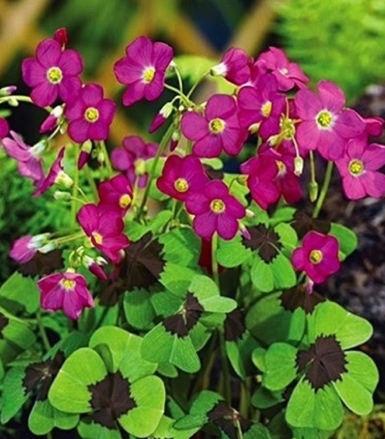 Rose Red Oxalis Bulbs Wood Sorrel Shamrock Perennial Growing Bonsai Roots Rhizomes Corms Tubers Potted Planting Reblooming Fragrant Garden Species Blooms Flower Seeds Plant Gardening