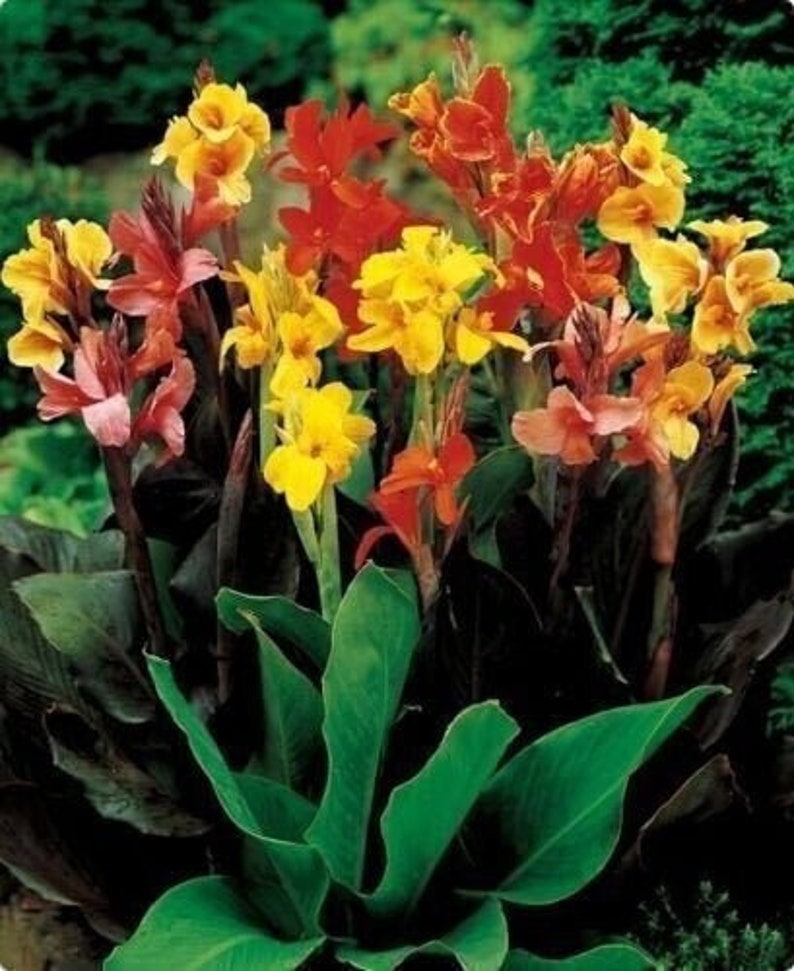 Yellow Red Canna Bulbs Perennial Growing Bonsai Roots Rhizomes Corms Tubers Potted Planting Reblooming Fragrant Garden Species Blooms Flower Seeds Plant Gardening