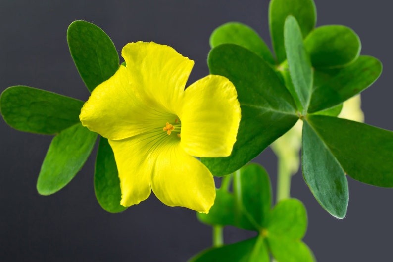 Yellow Oxalis Bulbs Wood Sorrel Shamrock Perennial Growing Bonsai Roots Rhizomes Corms Tubers Potted Planting Reblooming Fragrant Garden Species Blooms Flower Seeds Plant Gardening
