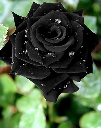 Black Rose Seedlings Flower Seeds Perennial Growing Bonsai Corms Tubers Potted Planting Reblooming Fragrant Garden Roots Rhizomes Species Blooms Plant Bulbs Gardening Tree