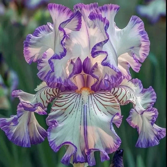 Sapphire Veil-Rare Iris Seeds⚜️
