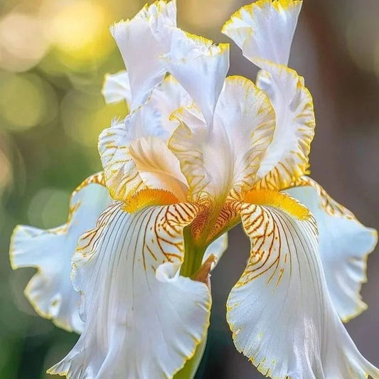 Pearl Mist-Rare Iris Seeds⚜️