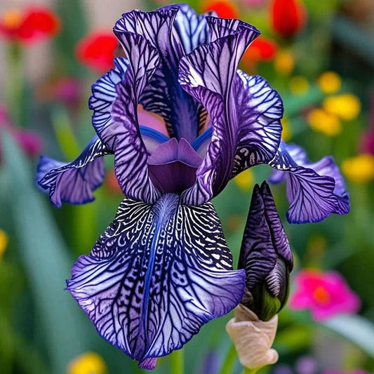 Golden Veil-Rare Iris Seeds⚜️