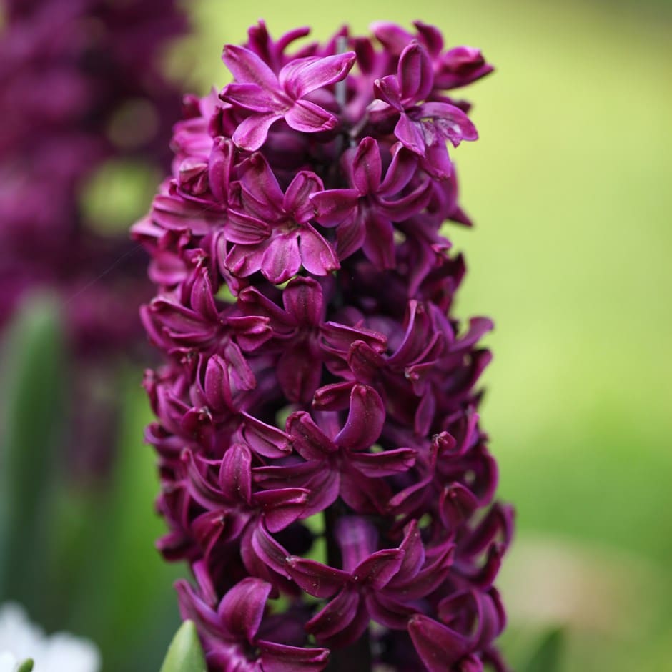 Woodstock Hyacinth Bulbs Blooms Species Growing Bonsai Roots Rhizomes Corms Tubers Potted Planting Reblooming Fragrant Garden Flower Seeds Plant Gardening