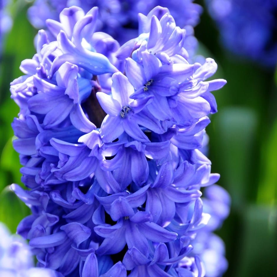Spanish Bluebell Dainty Maid Delft Blue Hyacinth Bulbs Blooms Species Growing Bonsai Roots Rhizomes Corms Tubers Potted Planting Reblooming Fragrant Garden Flower Seeds Plant Gardening Grape Hyacinth