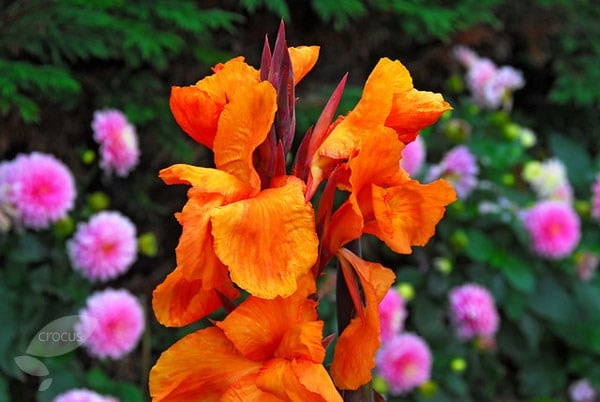 Wyoming Canna Bulbs Perennial Growing Bonsai Roots Rhizomes Corms Tubers Potted Planting Reblooming Fragrant Garden Species Blooms Flower Seeds Plant Gardening