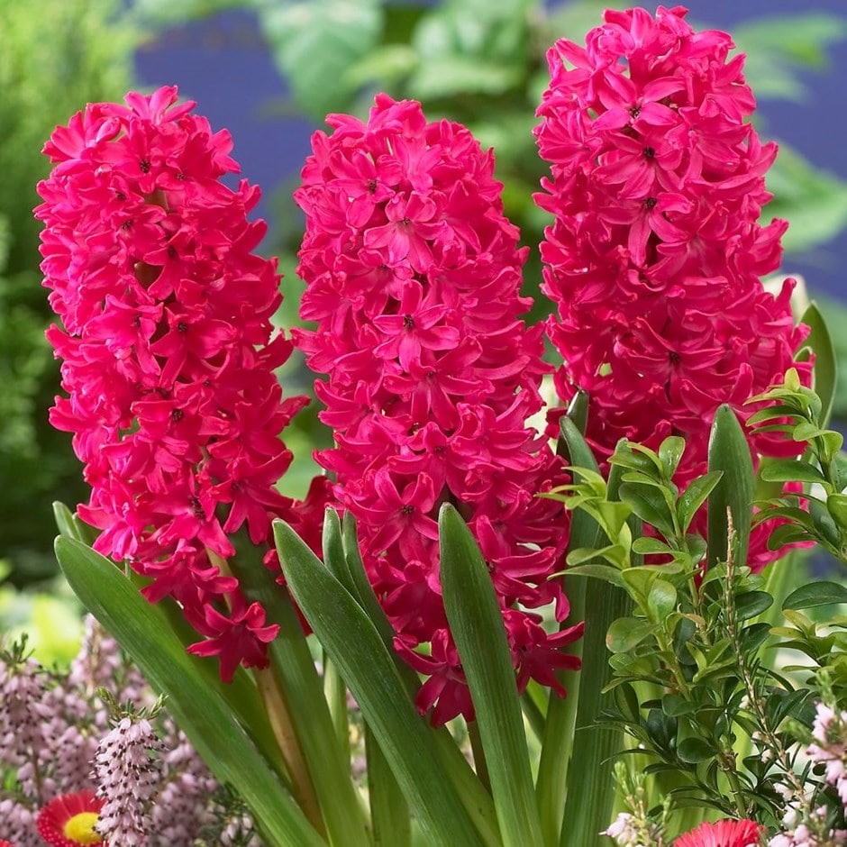 Red Jan Bos Hyacinth Bulbs Blooms Species Growing Bonsai Roots Rhizomes Corms Tubers Potted Planting Reblooming Fragrant Garden Flower Seeds Plant Gardening