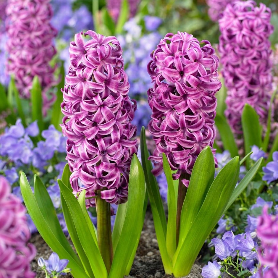 Purple Sensation Hyacinth Bulbs Blooms Species Growing Bonsai Roots Rhizomes Corms Tubers Potted Planting Reblooming Fragrant Garden Flower Seeds Plant Gardening