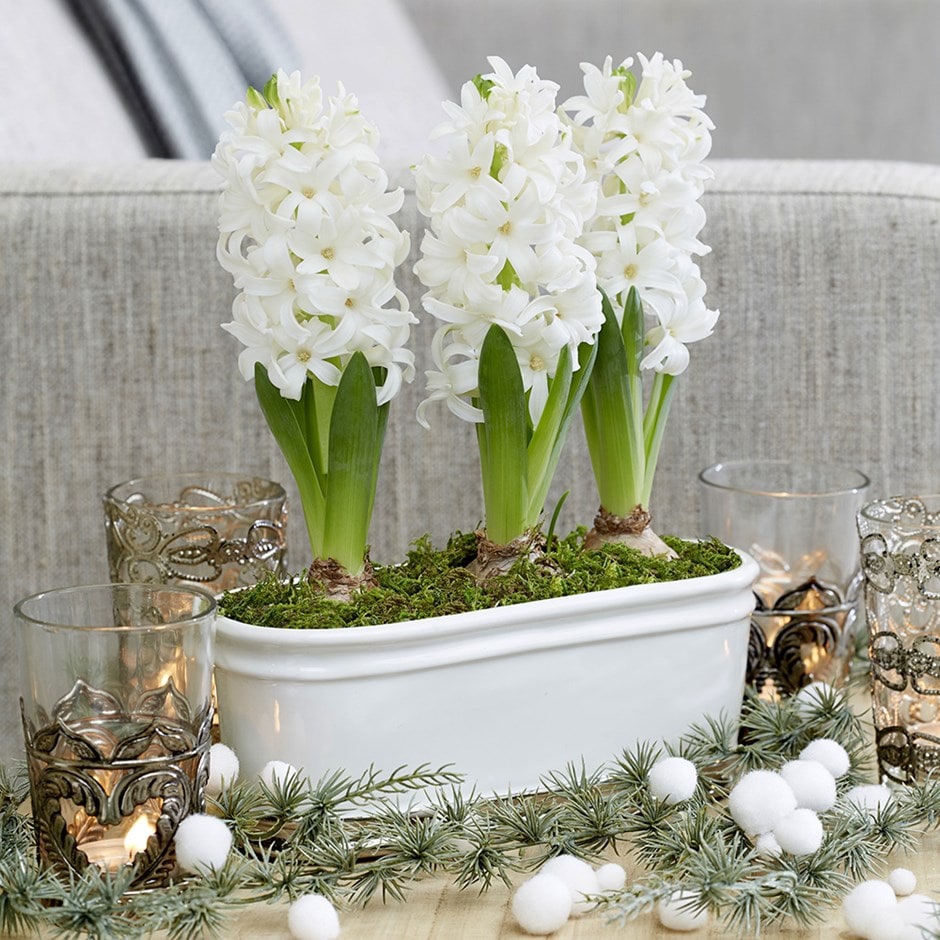 Scented White Hyacinth Bulbs Blooms Species Growing Bonsai Roots Rhizomes Corms Tubers Potted Planting Reblooming Fragrant Garden Flower Seeds Plant Gardening
