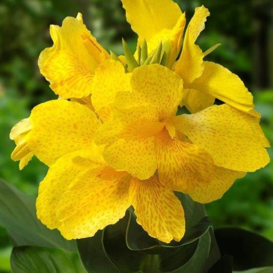 Yellow Canna Bulbs Perennial Growing Bonsai Roots Rhizomes Corms Tubers Potted Planting Reblooming Fragrant Garden Species Blooms Flower Seeds Plant Gardening