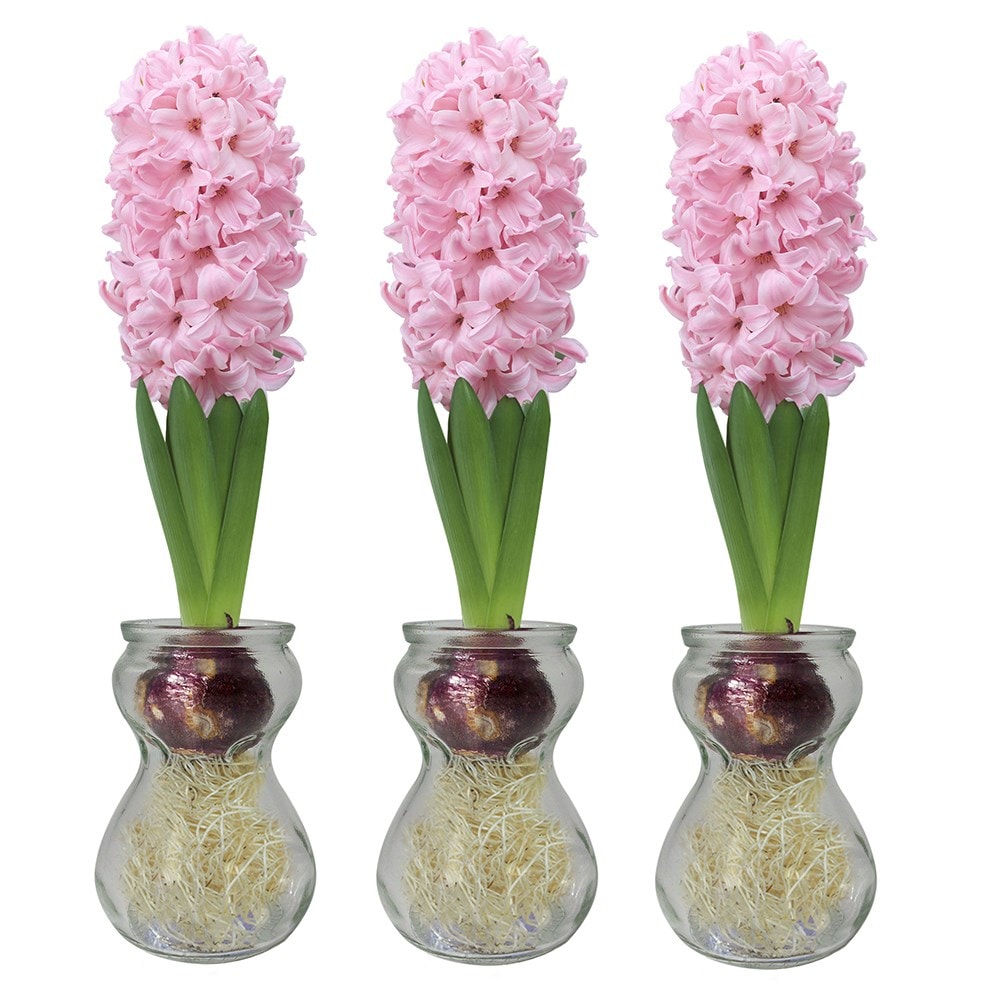 Water Hyacinth Bulbs Blooms Species Growing Bonsai Roots Rhizomes Corms Tubers Potted Planting Reblooming Fragrant Garden Flower Seeds Plant Gardening Grape Hyacinth